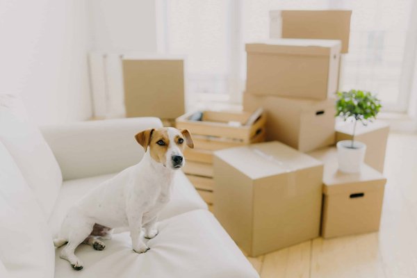 What are the Key Considerations for Wearing Platform Shoes Comfortably?