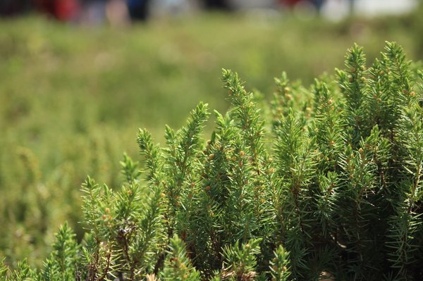 How Does Exposure to Urban Greenery Influence Psychological Stress?